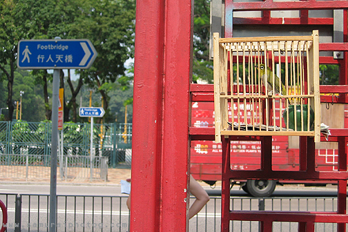 yuen po street bird garden